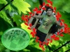 Rizky afrizal             